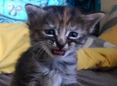 crying cat meme